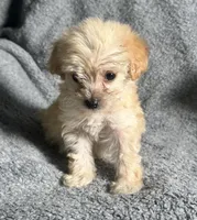 Poodle M2, a male Poodle - Miniature  for sale in Houston, TX – 6 of 7
