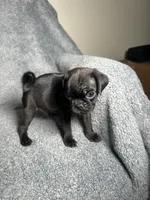 Pug M-1, a male Pug for sale in Houston, TX – 2 of 6