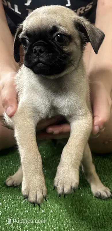 Pug boy – Pug puppy for sale in Houston, TX