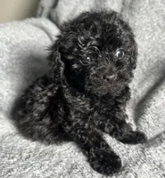 Poodle G1, a female Poodle - Miniature  for sale in Houston, TX – 2 of 7