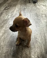 Chihuahua M2, a male Chihuahua for sale in Houston, TX – 3 of 7