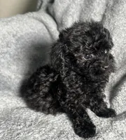 Poodle G1, a female Poodle - Miniature  for sale in Houston, TX – 7 of 7