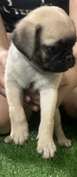 Pug boy, a male Pug for sale in Houston, TX – 2 of 3