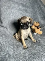 Pug M1, a female Pug for sale in Houston, TX – 3 of 10
