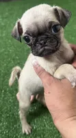 Pug girl 1, a female Pug for sale in Houston, TX – 9 of 10