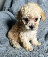 Poodle M1, a male Poodle - Miniature  for sale in Houston, TX – 2 of 7