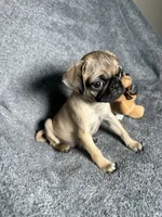Pug M1, a female Pug for sale in Houston, TX – 1 of 10