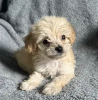 Poodle M2, a male Poodle - Miniature  for sale in Houston, TX – 5 of 7