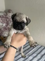 Pug 2, a male Pug for sale in Houston, TX – 2 of 6