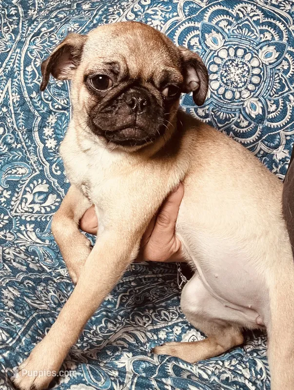 Pug F2 – Pug puppy for sale in Houston, TX