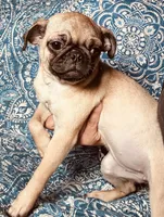 Pug F2, a female Pug for sale in Houston, TX – 1 of 5