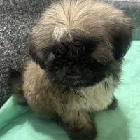 Shih Tzu 1, a female Shih Tzu for sale in Houston, TX – Photo 1 of 4