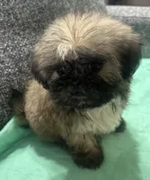 Shih Tzu 1, a female Shih Tzu for sale in Houston, TX – Photo 1 of 4