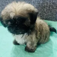 Shih Tzu 1, a female Shih Tzu for sale in Houston, TX – Photo 4 of 4