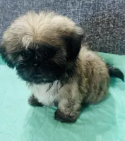 Shih Tzu 1, a female Shih Tzu for sale in Houston, TX – Photo 4 of 4