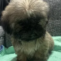 Shih Tzu 1, a female Shih Tzu for sale in Houston, TX – Photo 2 of 4