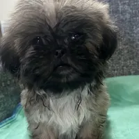 Shih Tzu 1, a female Shih Tzu for sale in Houston, TX – Photo 3 of 4