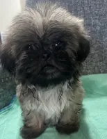 Shih Tzu 1, a female Shih Tzu for sale in Houston, TX – Photo 3 of 4