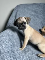 Pug M1, a female Pug for sale in Houston, TX – 2 of 10