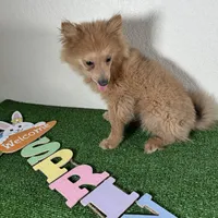 Diana, a female Pomeranian for sale in Houston, TX – Photo 9 of 9