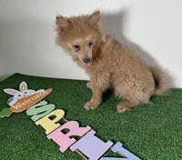 Diana, a female Pomeranian for sale in Houston, TX – Photo 9 of 9