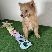 Diana, a female Pomeranian for sale in Houston, TX – Photo 7 of 9