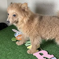 Diana, a female Pomeranian for sale in Houston, TX – Photo 2 of 9