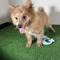 Diana, a female Pomeranian for sale in Houston, TX – Photo 5 of 9