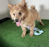 Diana, a female Pomeranian for sale in Houston, TX – Photo 5 of 9