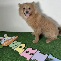 Diana, a female Pomeranian for sale in Houston, TX – Photo 8 of 9