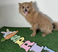 Diana, a female Pomeranian for sale in Houston, TX – Photo 8 of 9