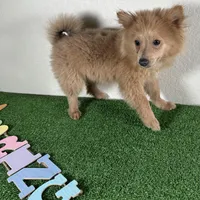 Diana, a female Pomeranian for sale in Houston, TX – Photo 6 of 9
