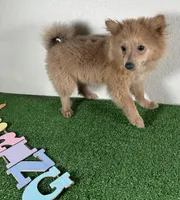 Diana, a female Pomeranian for sale in Houston, TX – Photo 6 of 9