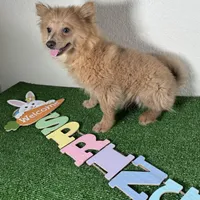 Diana, a female Pomeranian for sale in Houston, TX – Photo 4 of 9