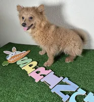 Diana, a female Pomeranian for sale in Houston, TX – Photo 4 of 9