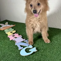 Diana, a female Pomeranian for sale in Houston, TX – Photo 3 of 9