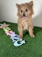 Diana, a female Pomeranian for sale in Houston, TX – Photo 3 of 9