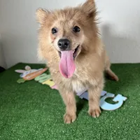 Diana, a female Pomeranian for sale in Houston, TX – Photo 1 of 9