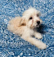 MaltiPoo, a male Maltipoo for sale in Houston, TX – 3 of 10