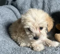 Poodle M2, a male Poodle - Miniature  for sale in Houston, TX – 2 of 7