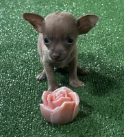 Chihuahua F1, a female Chihuahua for sale in Houston, TX – 5 of 5