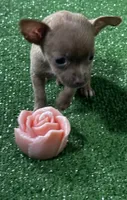 Chihuahua F1, a female Chihuahua for sale in Houston, TX – 4 of 5