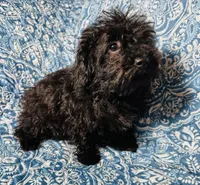 Maltipoo Girl, a female Maltipoo for sale in Houston, TX – 5 of 9