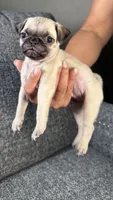 Pug 3, a female Pug for sale in Houston, TX – 1 of 6