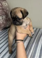 Pug M1, a male Pug for sale in Houston, TX – 3 of 4