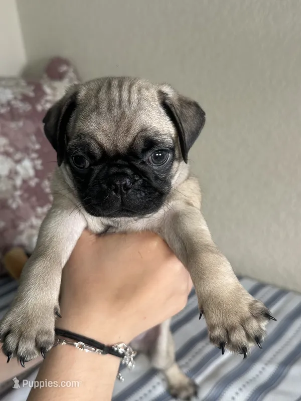 Pug 2 – Pug puppy for sale in Houston, TX