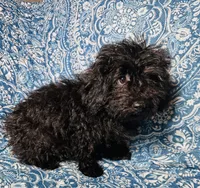Maltipoo Girl, a female Maltipoo for sale in Houston, TX – 9 of 9