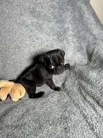 Pug M-1, a male Pug for sale in Houston, TX – 6 of 6