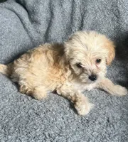 Poodle M2, a male Poodle - Miniature  for sale in Houston, TX – 7 of 7