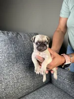 Pug 3, a female Pug for sale in Houston, TX – 6 of 6